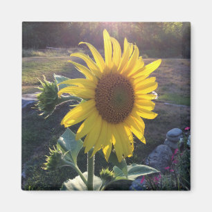 Imã Sunflower at Sunset —