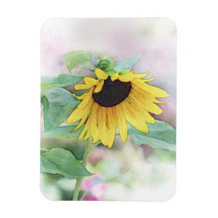 Ímã 'Sunflower Bashful