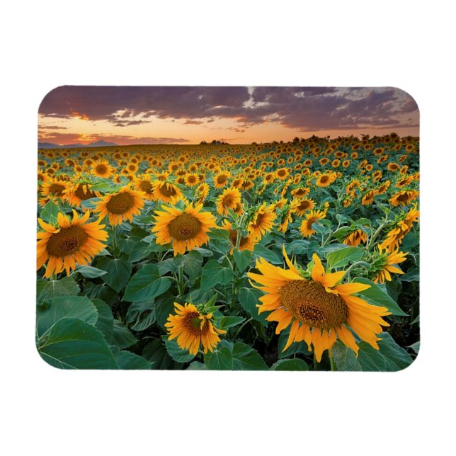 Ímã Sunflower Field em Longmont, Colorado (Horizontal)