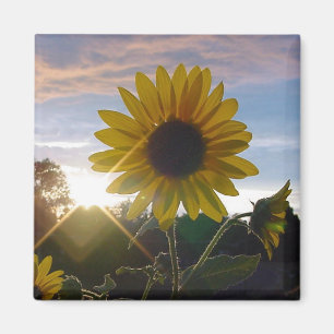 Imã Sunflower Sunset