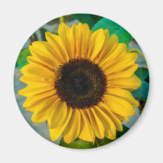 Imã Sunflower Supreme