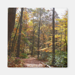 Imã Sunlit Fall Trail no Parque Estadual de Laurel Hil