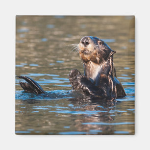 Imã Sunny Sea Otter