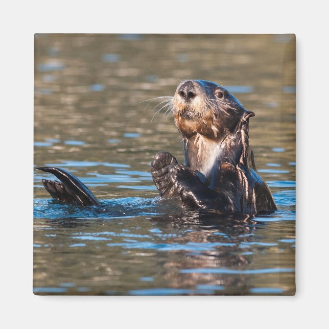 Imã Sunny Sea Otter (Frente)