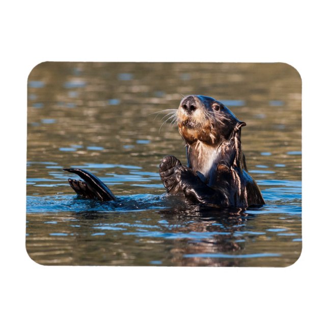 Ímã Sunny Sea Otter (Horizontal)