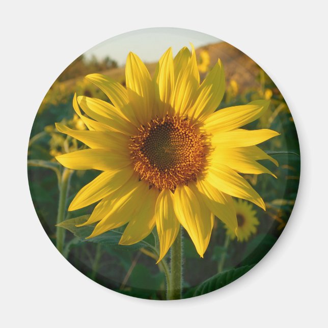 Imã Sunny Sunflower Magnet (Frente)