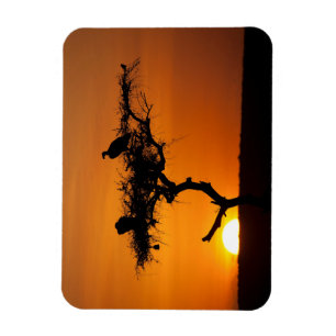 Ímã Sunrise no Masai Mara, Quênia