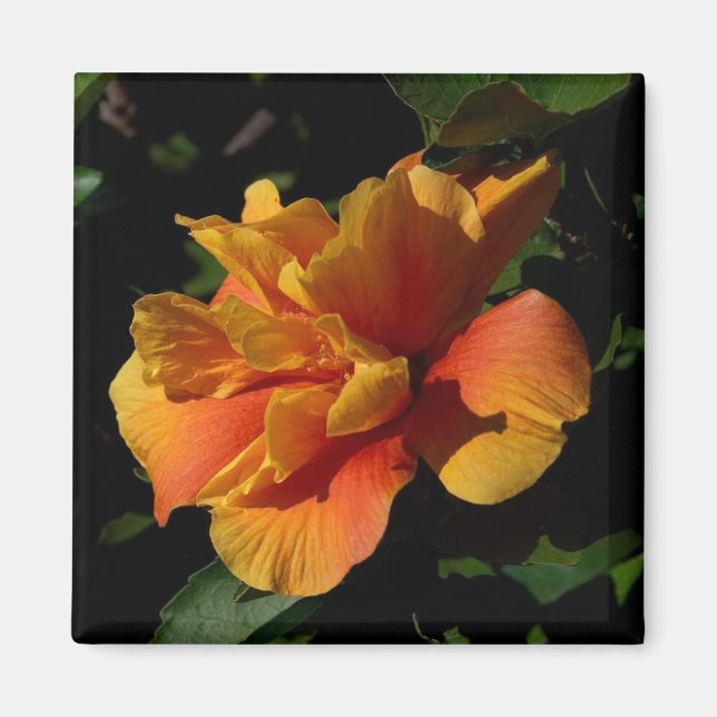 Imã Sunset Hibiscus (Frente)