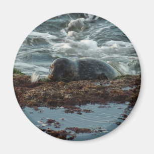 Imã Sunset Lit Harbor Seal I em San Diego