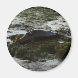 Imã Sunset Lit Harbor Seal II em San Diego