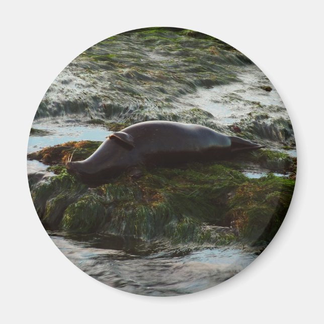 Imã Sunset Lit Harbor Seal II em San Diego (Frente)