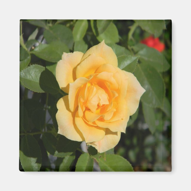 Imã Sunshine Delight... (Frente)