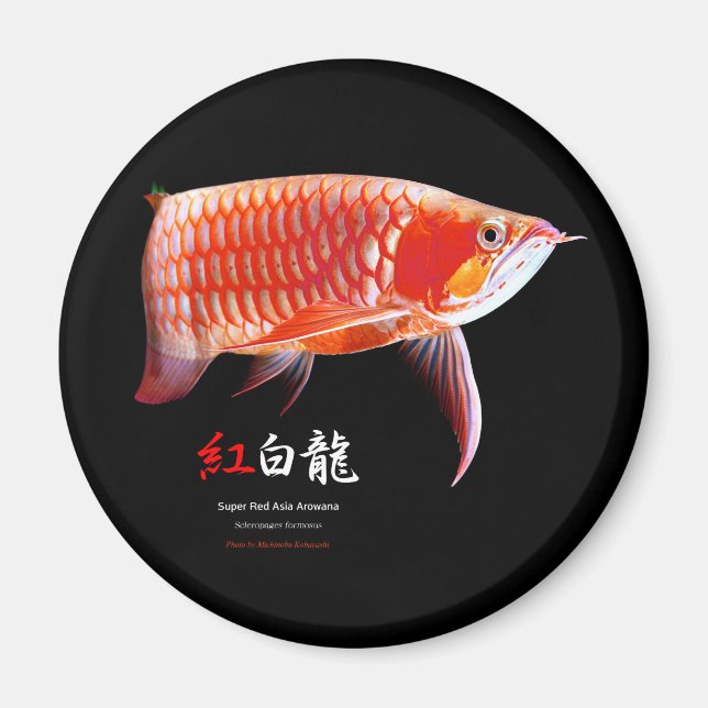 Imã Super Red Arowanaの冷蔵庫マグネット,No.01 (Frente)