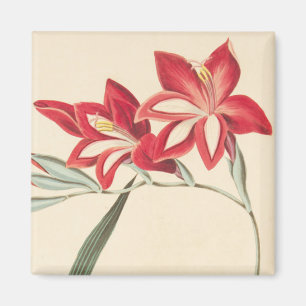 Imã Superb Corn-Flag