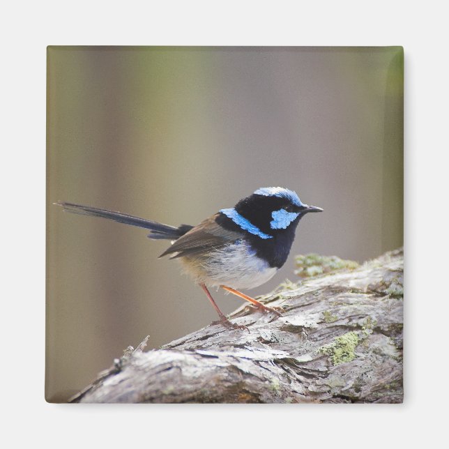 Imã Superb Fairy-wren (Frente)