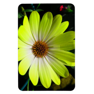 Ímã superior amarelo fluorescente da margarida