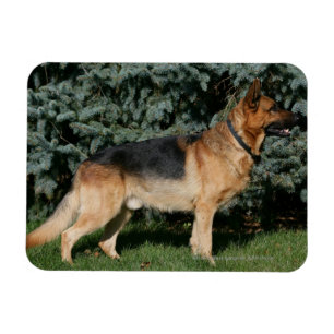 Ímã Suporte da mostra do german shepherd