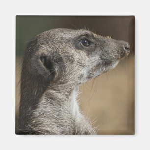 Imã Suricata