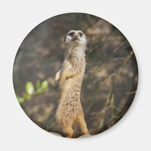 Imã Suricata (Frente)