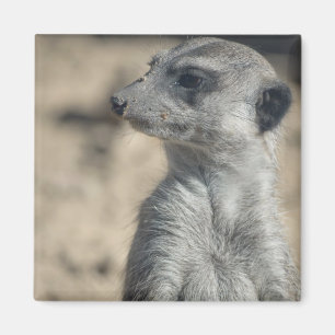 Imã Suricata engraçada
