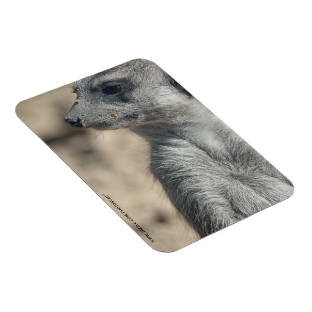 Ímã Suricata engraçada (Lado Direito)