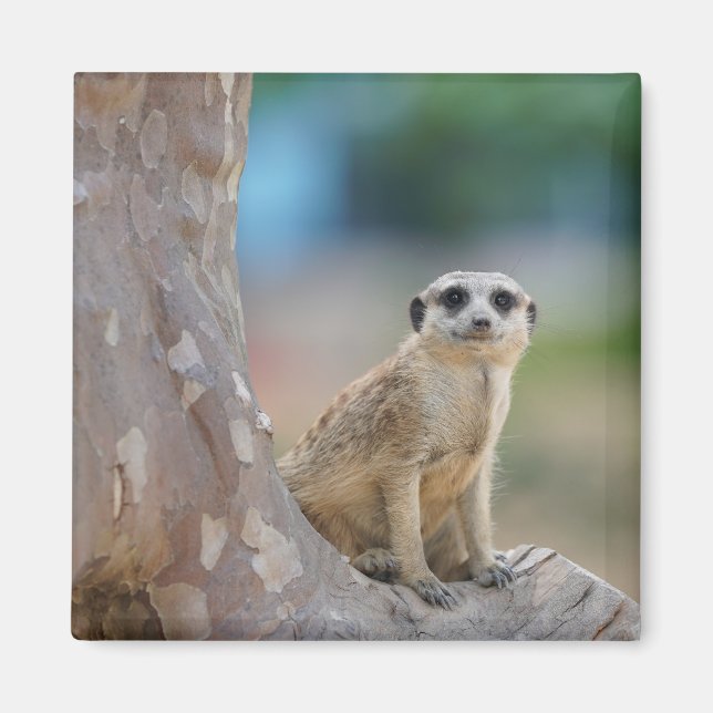 Imã Suricata Fofa Sentada na Árvore (Frente)
