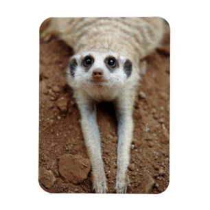 Ímã Suricata suricatta Esfriando