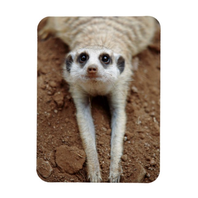 Ímã Suricata suricatta Esfriando (Vertical)