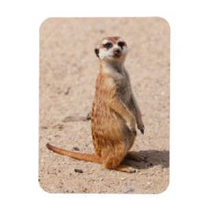 Ímã suricate