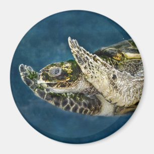 Imã Surpresa da tartaruga de mar