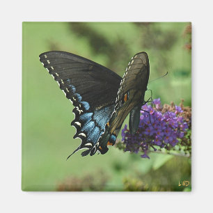 Imã Swallowtail preto 9.05-1