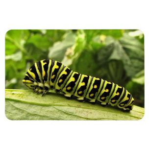 Ímã Swallowtail preto Caterpillar