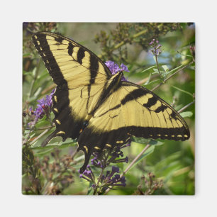 Imã Swallowtail sobre a borboleta Bush