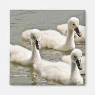 Imã Swan Cygnets Nadando