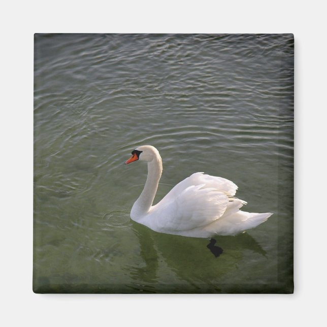 Imã Swan Magnet (Frente)