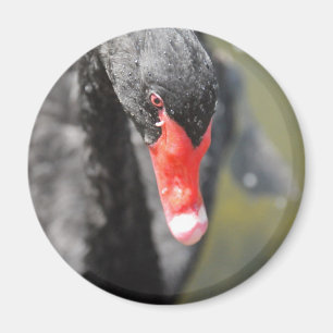 Imã Swan Negro