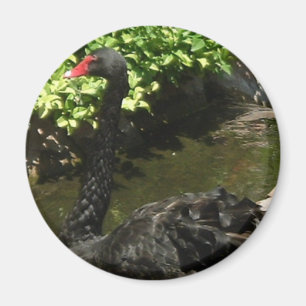 Imã Swan Negro