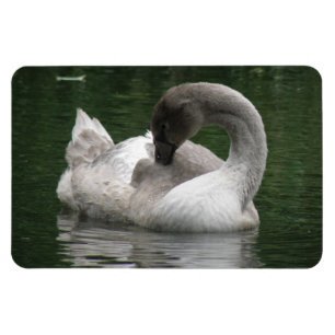 Ímã Swan Premium Magnet Sonolento