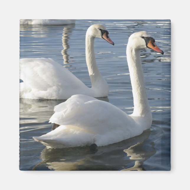 Imã Swan Reflexões Magnet (Frente)