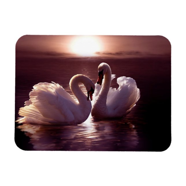 Ímã Swans Adorantes Formando um Coração (Horizontal)