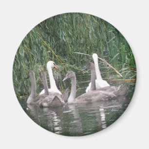 Imã SWans e Cygnets Magnet