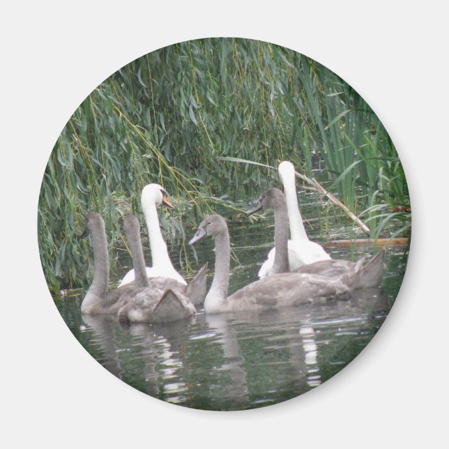 Imã SWans e Cygnets Magnet (Frente)