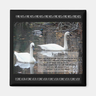 Imã Swans-Verdadeiros Amigos