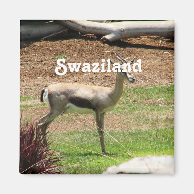 Imã Swazilândia Gazelle (Frente)