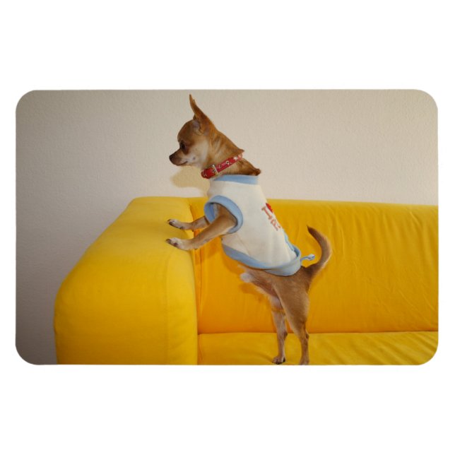 Ímã Sweet Charlie Chihuahua (Horizontal)