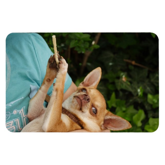Ímã Sweet Charlie Chihuahua (Horizontal)