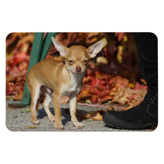 Ímã Sweet Charlie Chihuahua (Horizontal)