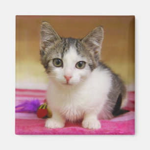 Imã Sweet Kitten Magnet