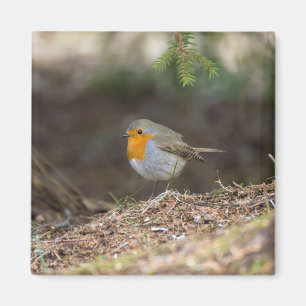 Imã Sweet little robin
