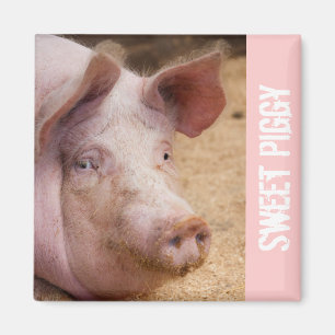 Imã Sweet Piggy Magnet